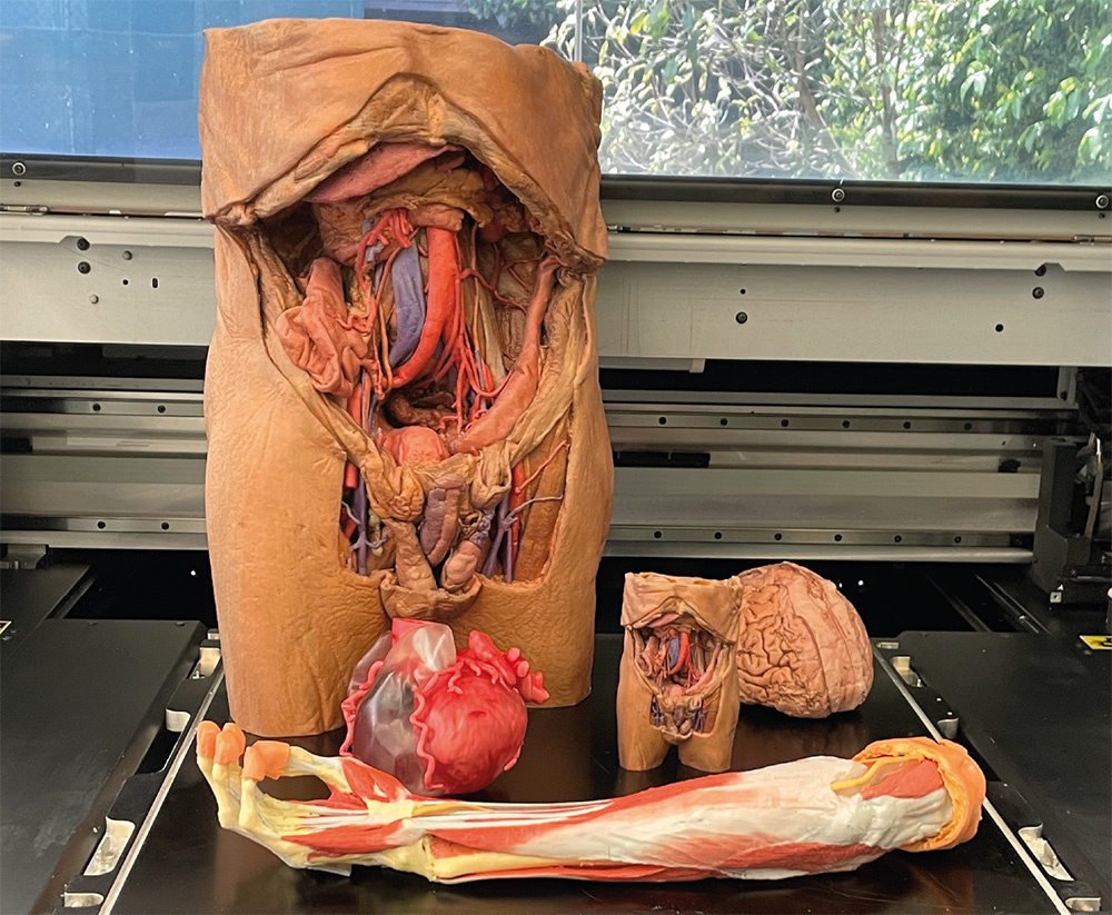 教育・学習目的にMimaki 3DUJ-553で出力した解剖学用に色再現された人体模型